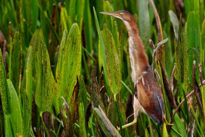 Least bittern stretching to see over the reeds