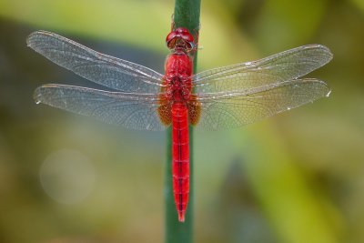 Scarlet skimmer dragonfly