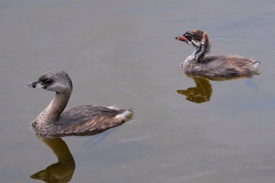 Pied-billed grebe parent and chick