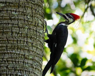 Pileated woodpecker on a palm