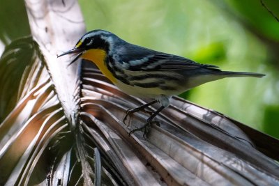Yellow-throated warbler on a palm frond