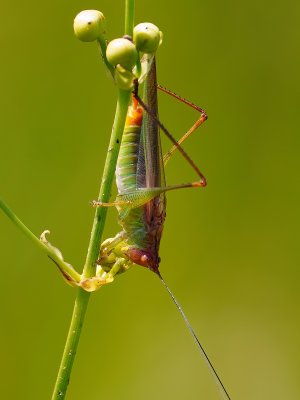 Grasshopper eating