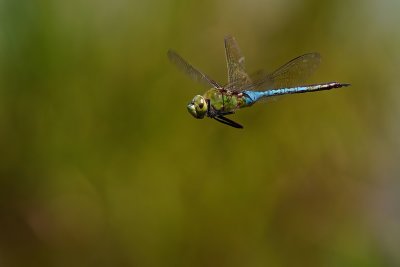 green darner dragonfly in flight