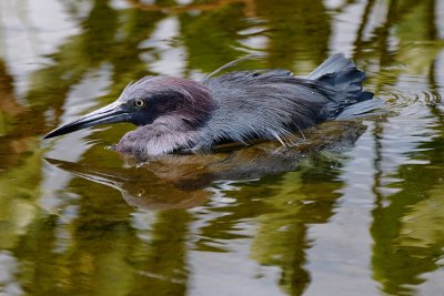 Deep soak little blue heron from the flip-side