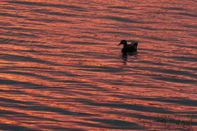 Duck in sunset reflected waters