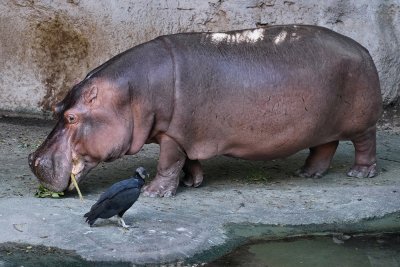 Hippo out of the water