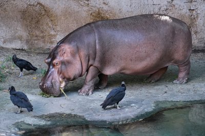 Hippo and some vultures