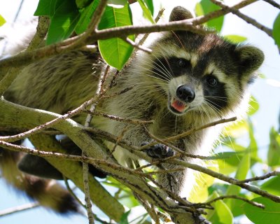 Young raccoon in a tree