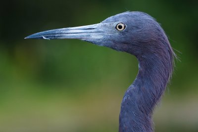 Little blue heron closeup