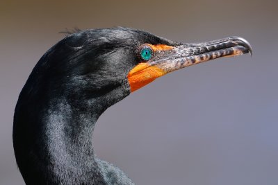 Double-crested cormorant closeup