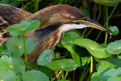 American bittern with a fish