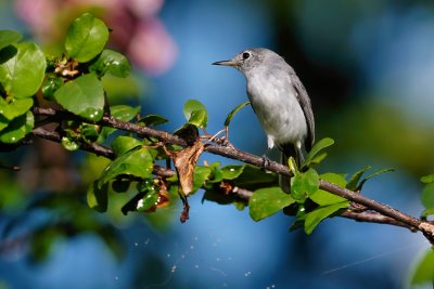 Blue grey gnatcatcher