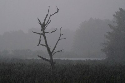 Heavy morning rains in the wetlands