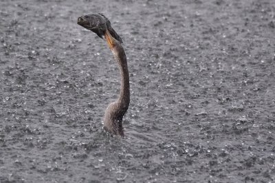 Anhinga with a fish in a downpour