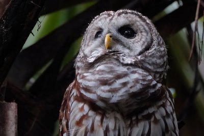 Barred owl closeup