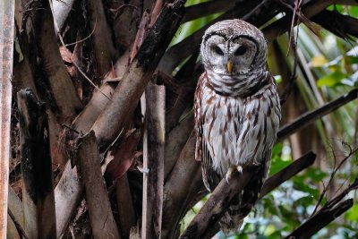 Barred owl