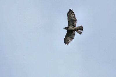 Broad-winged hawk