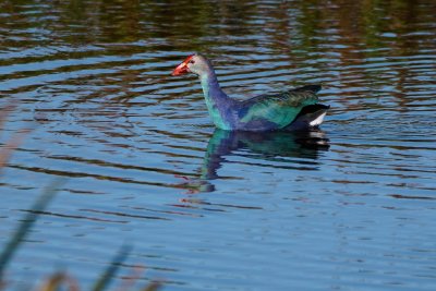 Grey-headed swamphen crossing the pond