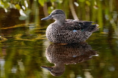 Blue-winged teal in late afternoon backlight