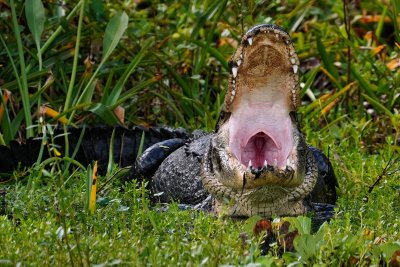 Alligator showing his big mouth