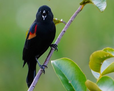 Male red-winged blackbird calling out