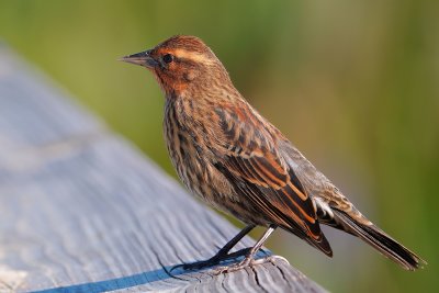 Female red-winged blackbird showing her color
