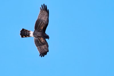Northern harrier showing his back