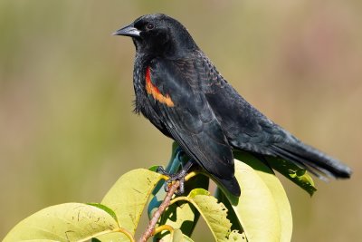 Male red-winged blackbird stretching