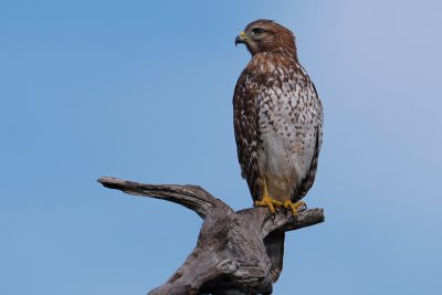 Red-shouldered hawk looking around