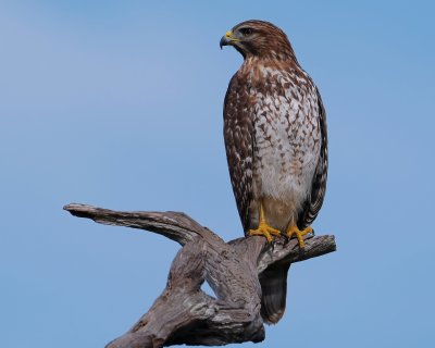 Red-shouldered hawk up on a lookout snag