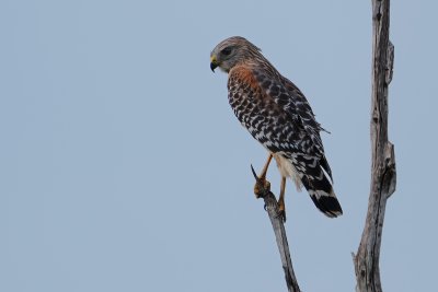 Red-shouldered hawk on lookout