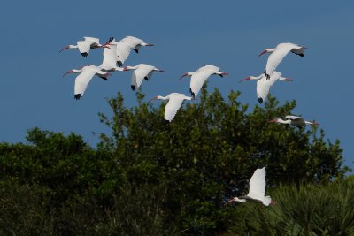 Flock of ibis flying over the wetlands