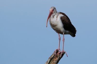 Juvenile ibis standing on a dead tree