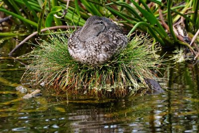 Blue-winged teal on a comfy bed