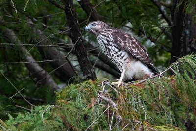 Juvenile red-shouldered hawk