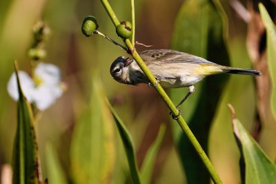 Palm warbler finding bugs