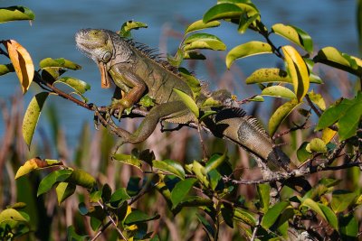 Green iguana