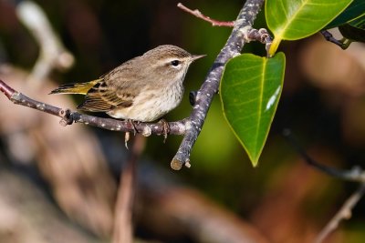 Palm warbler