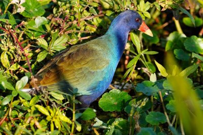 Purple gallinule