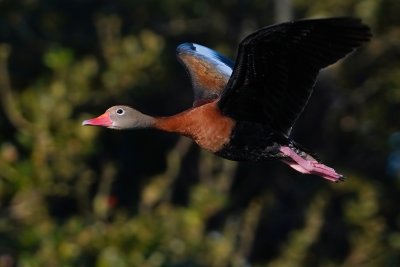 Black-bellied whistling duck in flight