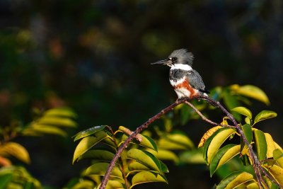 Female belted kingfisher