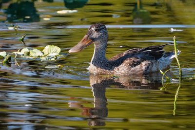 Northern shoveler female