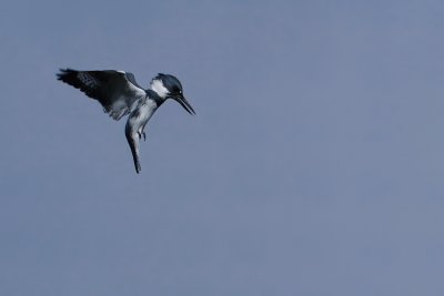 Belted kingfisher, hovering