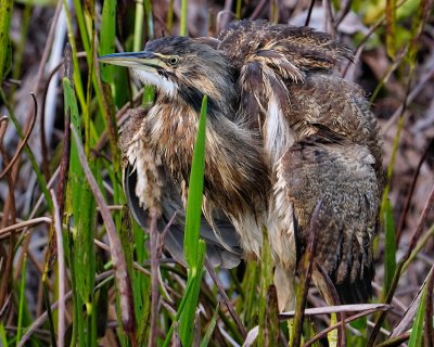 American bittern fluffing up