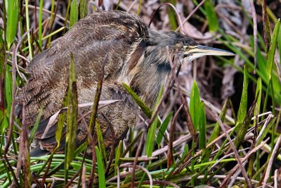 American bittern puffed up