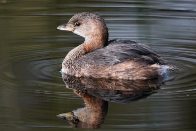 Pied-billed grebe and reflection