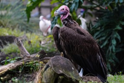 Lappet-faced vulture on lookout