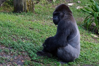 Gorilla looking at the people