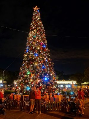 Animal Kingdom Christmas tree at night