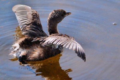 Pied-billed grebe stretching its wings